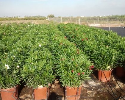 Nerium oleander plants